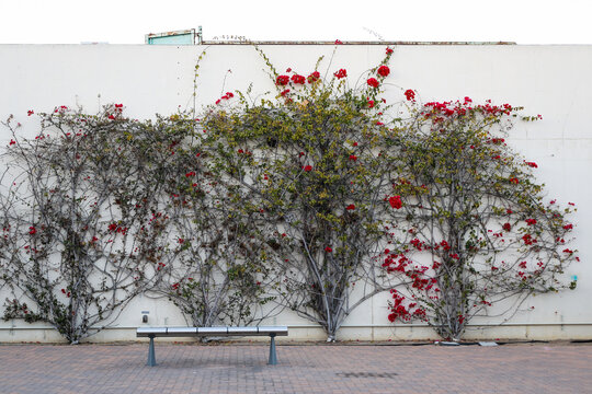 Sprawling plants growing on white wall behind bench on sidewalk