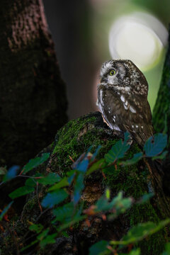 Close -up portrait of tiny brown owl with shining yellow eyes and a yellow beak in a beautiful natural environment. Boreal owl known also as Tengmalm&lsquo;s Owl or Richardson&rsquo;s Owl, Aegolius funereus.