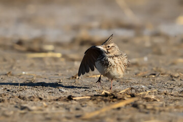 Close-up portrait of little songbird in natural habitat. Crested lark, Galerida cristata. Czech Republic.