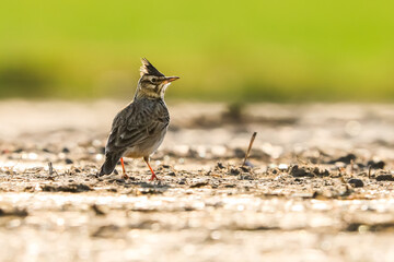 Obraz premium Close-up portrait of little songbird in natural habitat. Crested lark, Galerida cristata. Czech Republic.