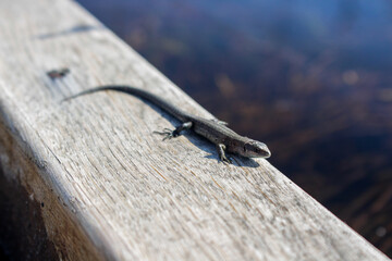 Garden Lizard. Close-up of a lizard. Macro