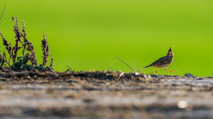Close-up portrait of little songbird in natural habitat. Crested lark, Galerida cristata. Czech Republic.