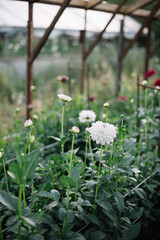 Beautiful dahlia flowers growing inside the green house at the farm, cultivated for sale