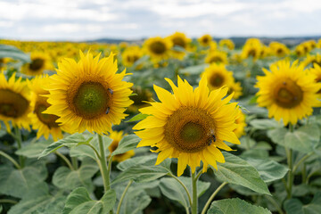 Field of sunflowers with close up of two flowers