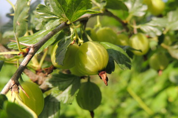 ripe cricket on the bush