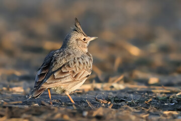 Close-up portrait of little songbird in natural habitat. Crested lark, Galerida cristata. Czech Republic.