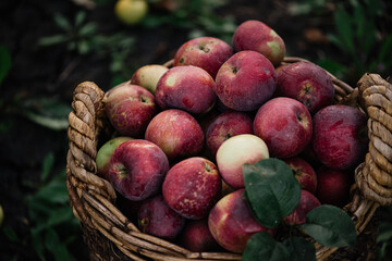 Delicious freshly picked red apples in a wicker basket at the farm