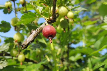 ripe cricket on the bush
