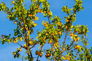 Plum tree with berries on the background of the blue sky.
