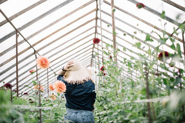 Beautiful curvy brunette young woman in a hat, wearing jeans and a shirt, standing back to the camera at the dahlia farm inside the green house