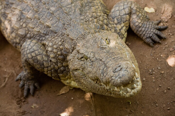 Crocodile de Zambie