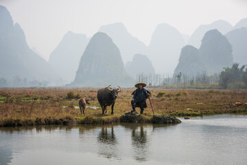 Obraz na płótnie Canvas Chinese traditional living habits, traveling in Guilin, China, a farmer is plowing the land.