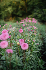 Beautiful Blossoming Colourful Dahlia Flowers