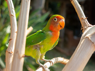 Multi colored parakeet perching in a tree in nature close