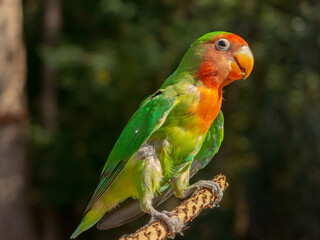 Multi colored parakeet perching in a tree in nature close