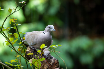 Wild life in United Kingdom
