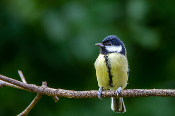 Wild life in United Kingdom