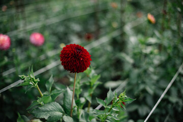 Beautiful pink and red red dahlia flowers growing in a green house at the Dahlia farm