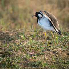 Spotted a bird taking off