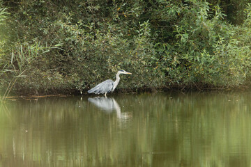 Wild life in United Kingdom