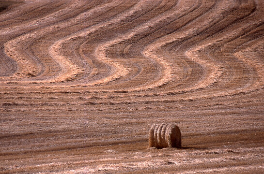 hay hayfield in windrows awaiting baling bale in agricultural portions of the prairies north dakota banded