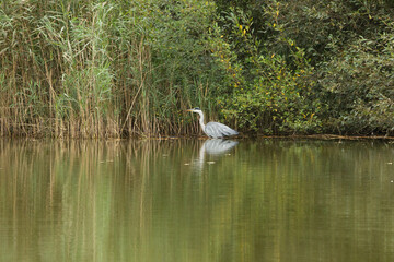 Wild life in United Kingdom