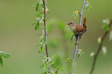 Close-up portrait of Eurasian Wren, Winter Wren, Troglodytes troglodytes.