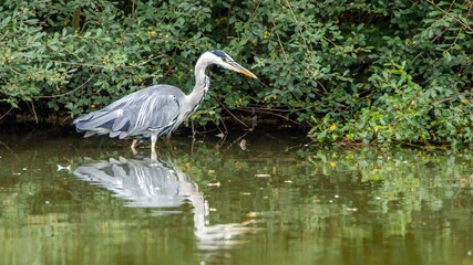 Wild life in United Kingdom