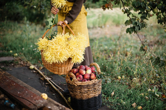 Very nice woman in a brown dress with a yellow apron, standing in the garden, holding a wicker basket full of yellow Dahlia flowers, standing by the basket full of red apples