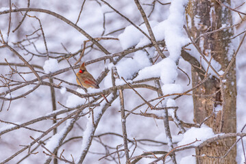 Northern Cardinal female bird perched in snowy branches of tree in winter