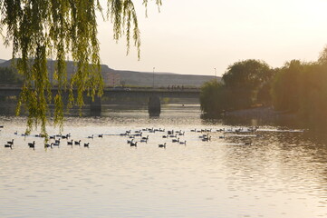Fototapeta na wymiar ducks on the lake