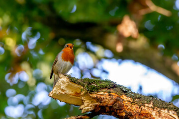 Wild life in United Kingdom