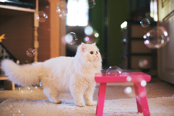Persian cat playing with bubbles