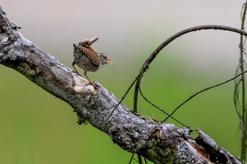 Close-up portrait of Eurasian Wren, Winter Wren, Troglodytes troglodytes.