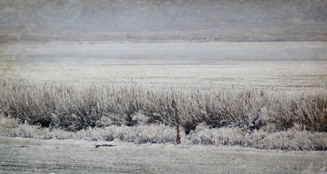 A hawk in the snow