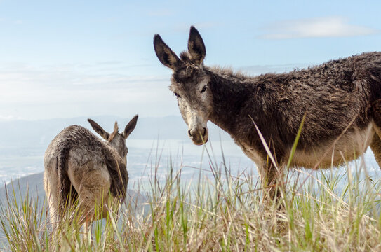 small brown donkey poses for the camera