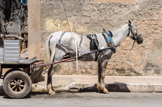 White horse pulling a cart in the streets of Cardenas, Cuba