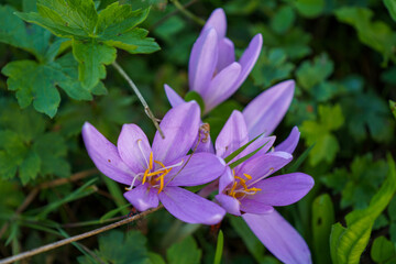Fototapeta premium Blumen - Herbstzeitlosen 