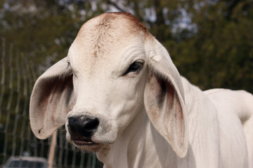 Portrait Of A Calf