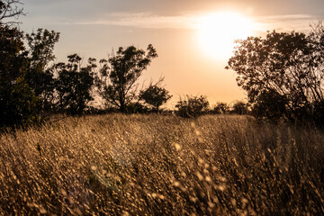 Sun down in wild lawn with golden dry grass shining