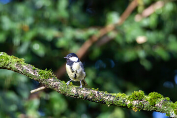 Wild life in United Kingdom