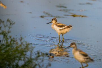 Close-up photo of very young rare wader with a long thin beak curved upwards. Critically endangered species in natural environment. Czech Republic. Pied Avocet, Recurvirostra avosetta.