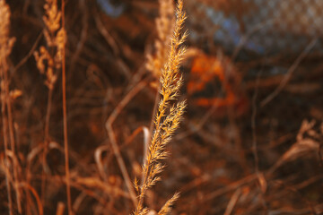 Fototapeta premium cereal