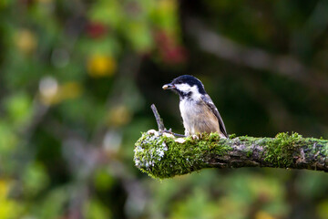 Wild life in United Kingdom