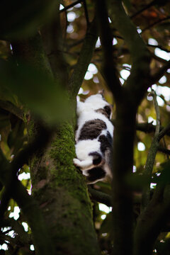 She loves to climb: siberian cat seen from below while climbing a tree trunk