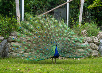 Obraz premium Indian Peacock or Blue Peacock, Pavo cristatus