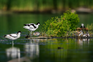 Detailed photo of a family of rare waders with long thin beaks curved upwards, with very young cubs. Critically endangered species. Czech Republic. Pied Avocet, Recurvirostra avosetta.