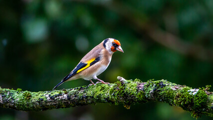 Wild life in United Kingdom