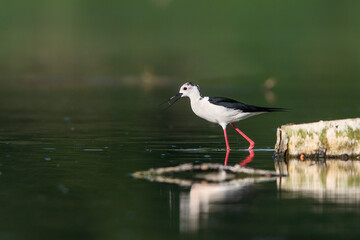 Close-up photo of Black-winged Stilt, black and white bird with very long red legs, wading in the middle of the water surface. Himantopus himantopus.