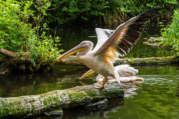 Great White Pelican, Pelecanus onocrotalus in a park